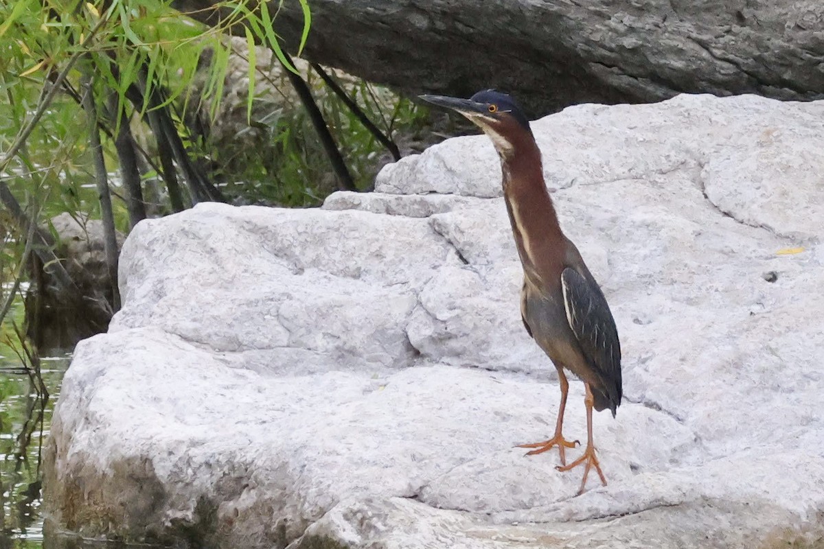 Green Heron - Parker Marsh