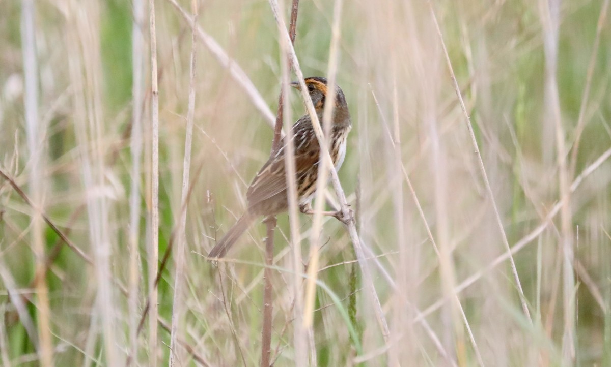 Saltmarsh Sparrow - Jeff Stetson