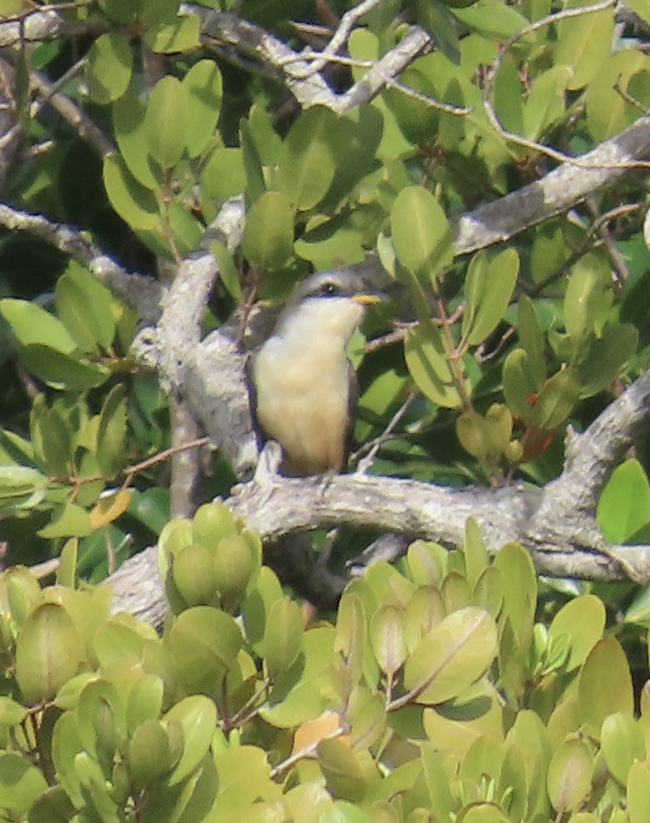 Mangrove Cuckoo - Tim Ryan