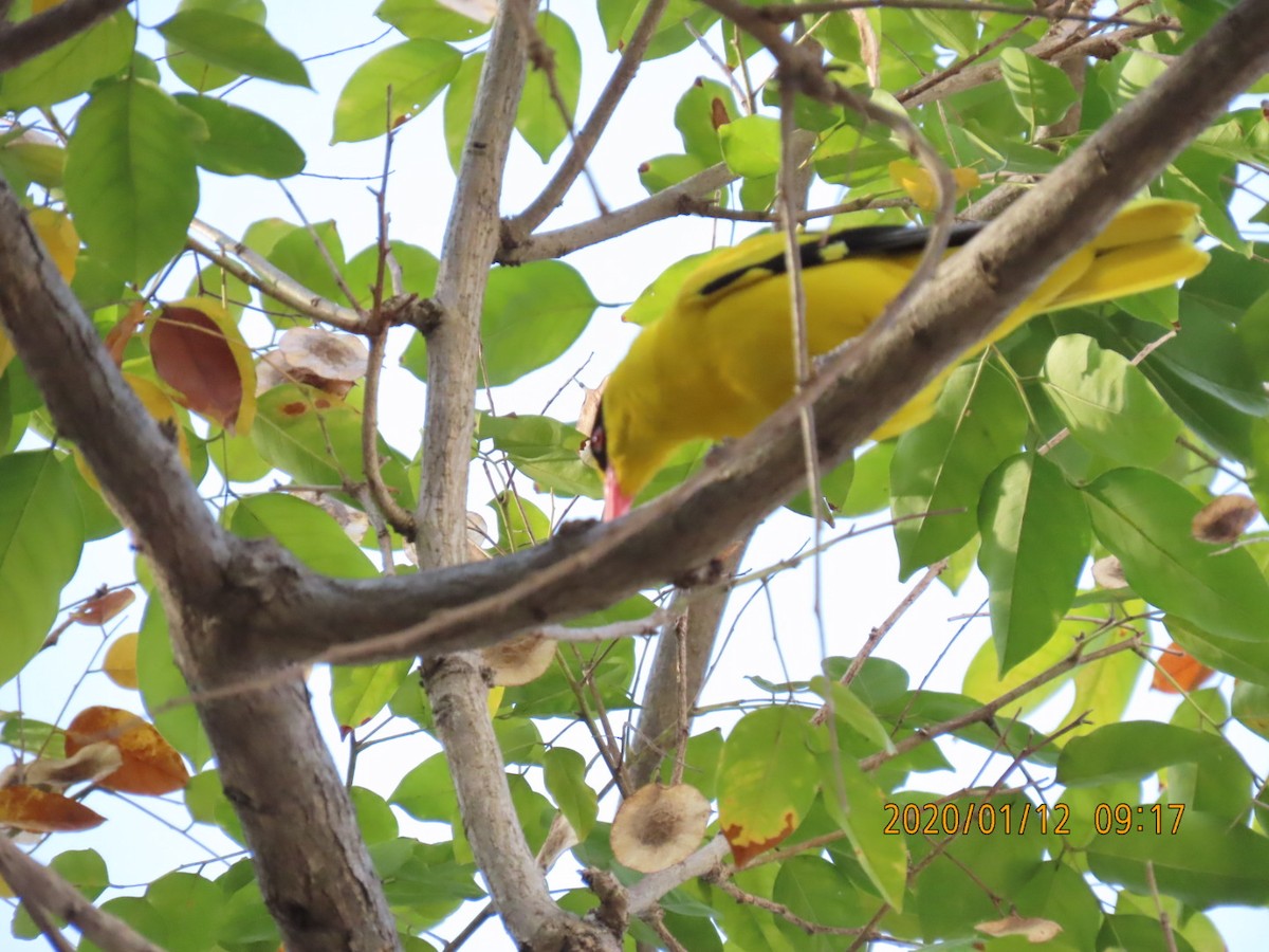 Black-naped Oriole - sachi yamami