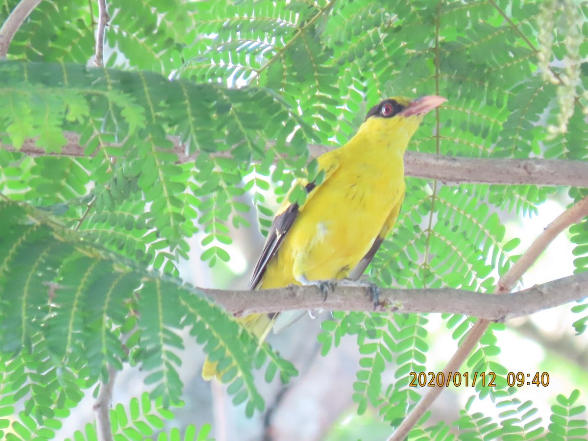 Black-naped Oriole - sachi yamami