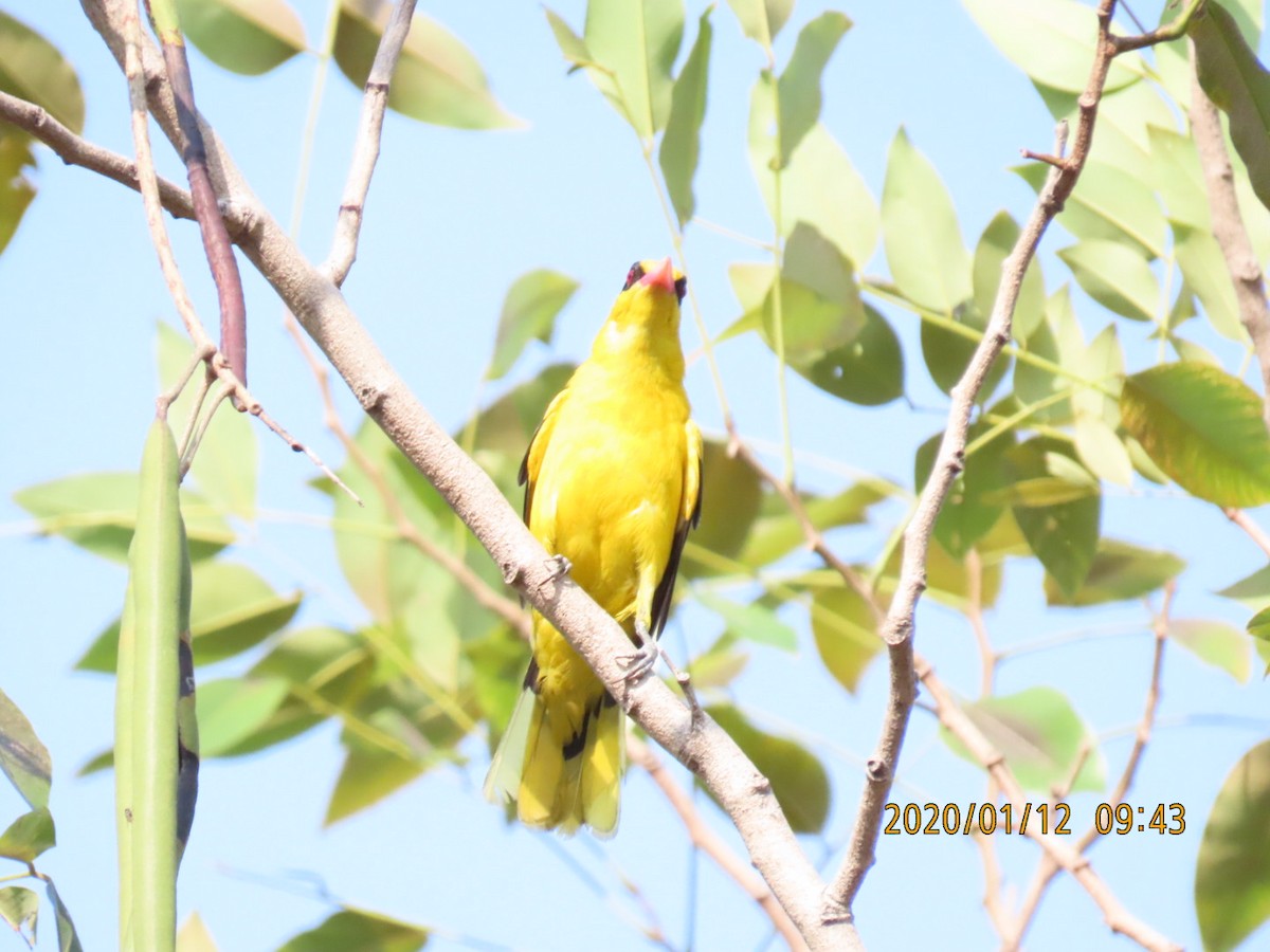 Black-naped Oriole - sachi yamami