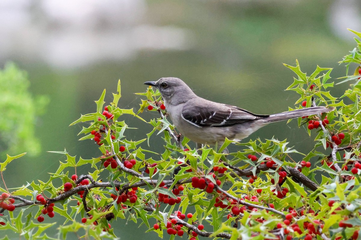 Northern Mockingbird - Parker Marsh