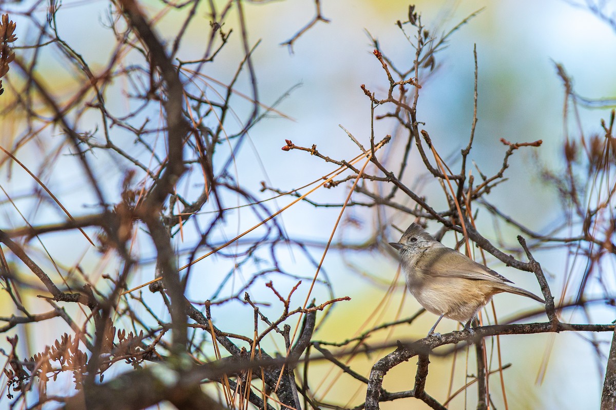 Oak Titmouse - Rodolfo Ramírez