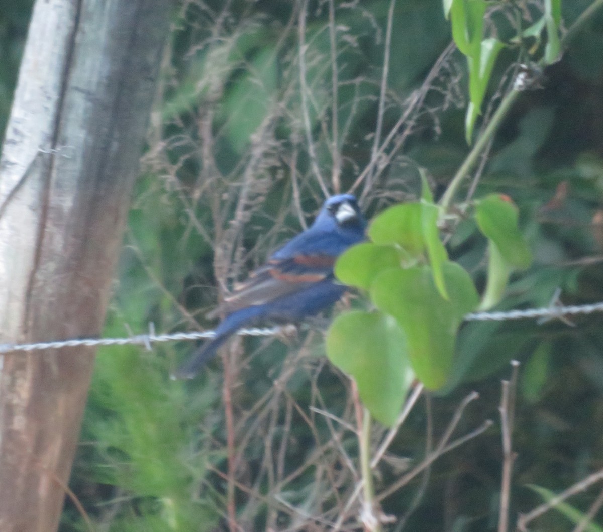 Blue Grosbeak - Jay Kauffman