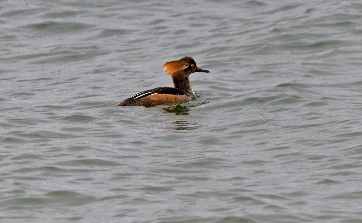 Hooded Merganser - Tom Long