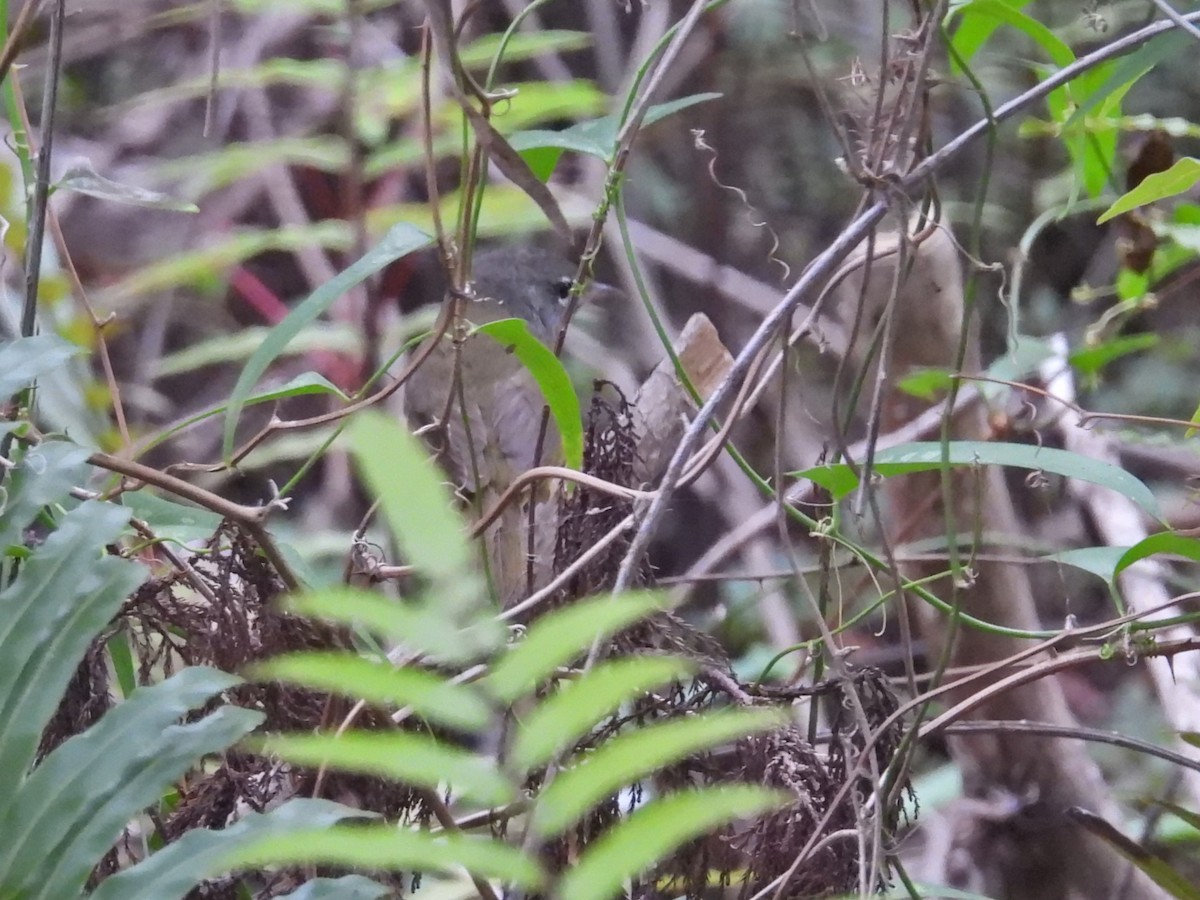 MacGillivray's Warbler - c c