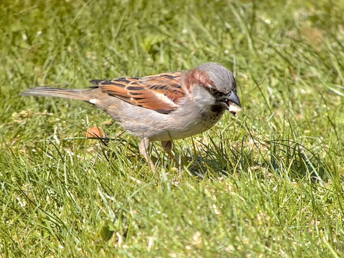 House Sparrow - ML618238174