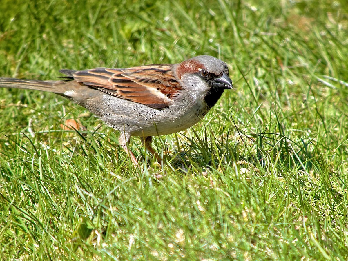 Moineau domestique - ML618238175