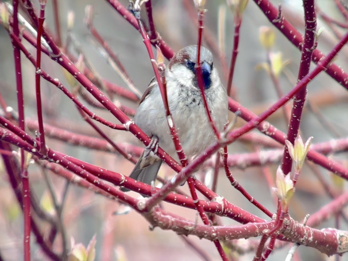 House Sparrow - ML618238189