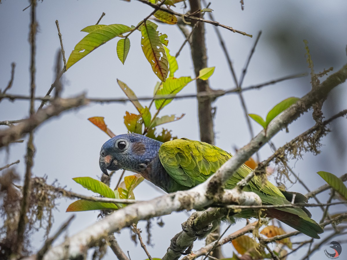 Blue-headed Parrot - David Rodríguez Arias