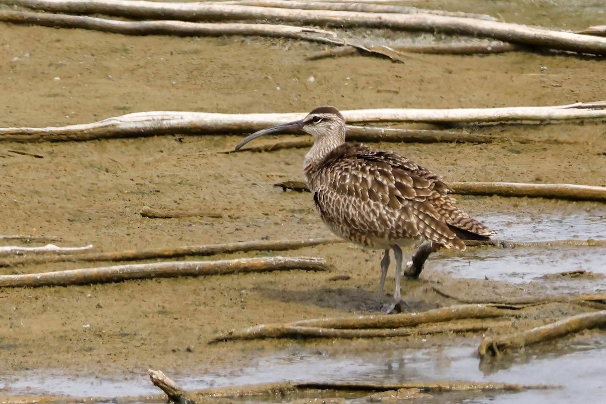 Whimbrel - Parker Marsh