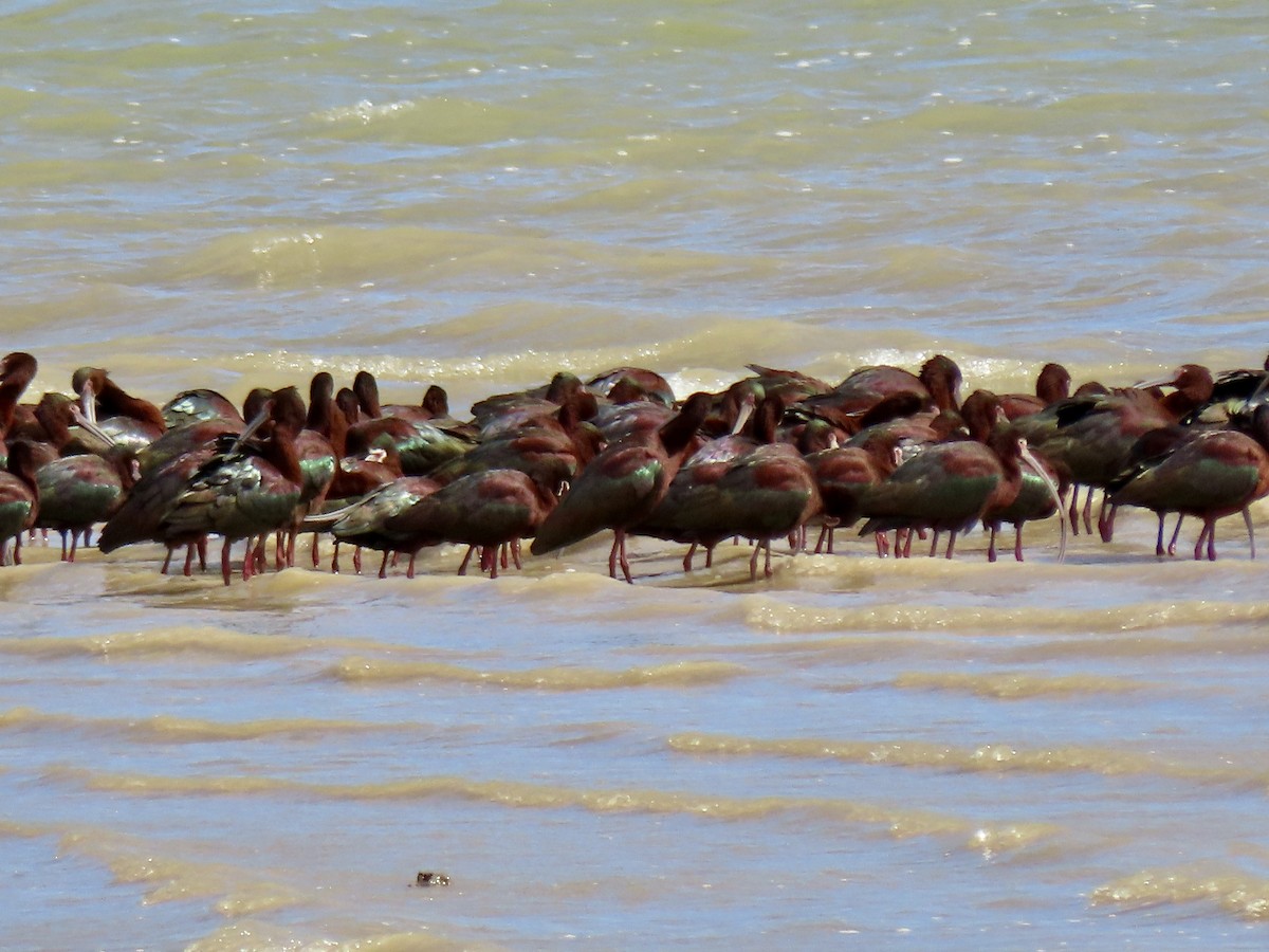 White-faced Ibis - douglas diekman