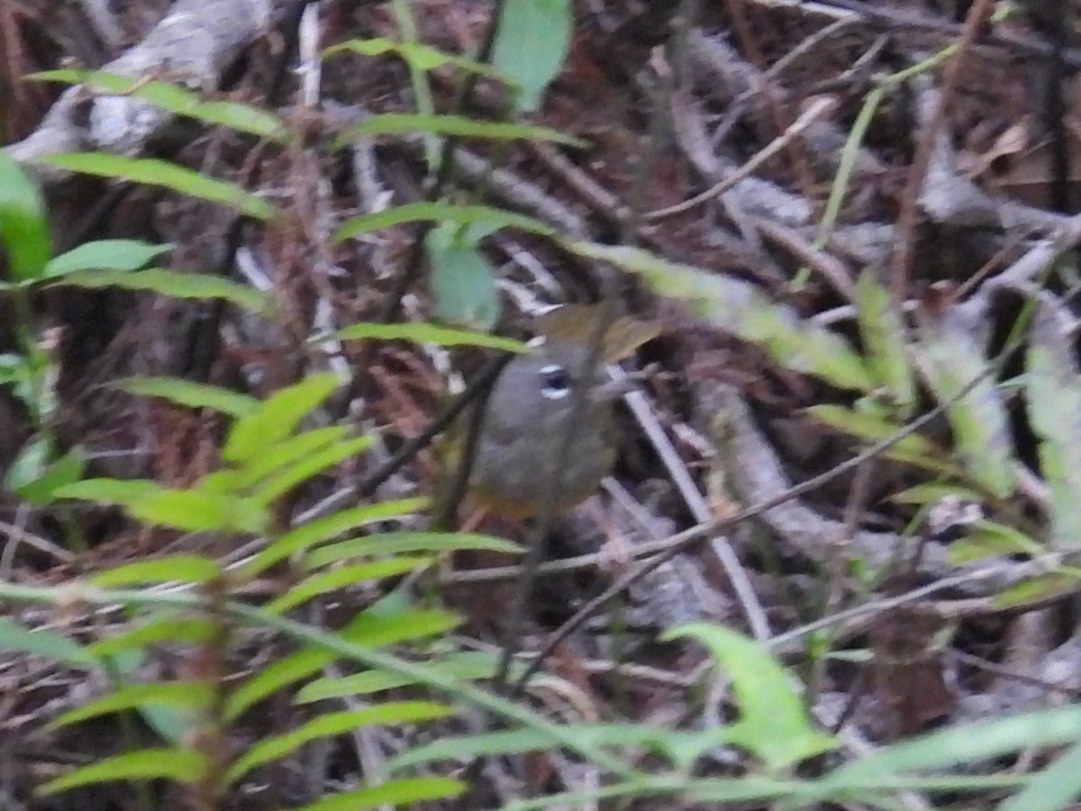 MacGillivray's Warbler - c c