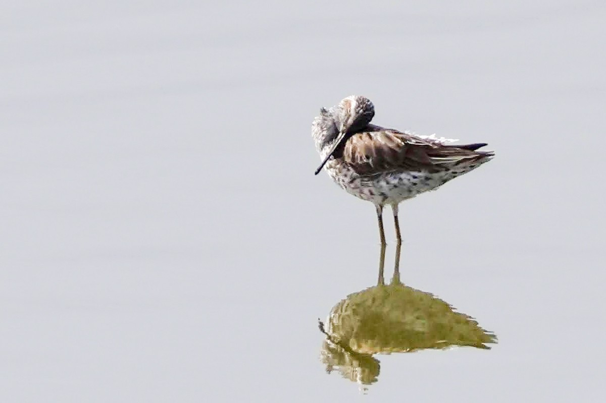 Stilt Sandpiper - Parker Marsh