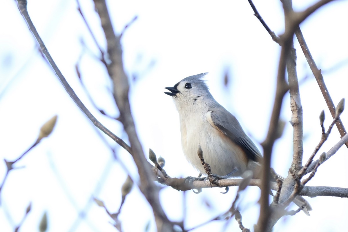 Tufted Titmouse - Peyton Stone