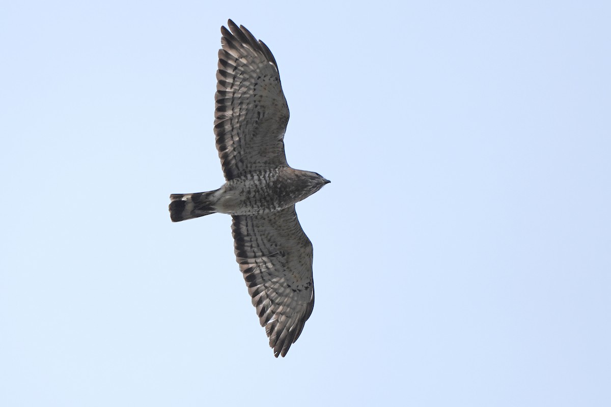 Broad-winged Hawk - ML618238243