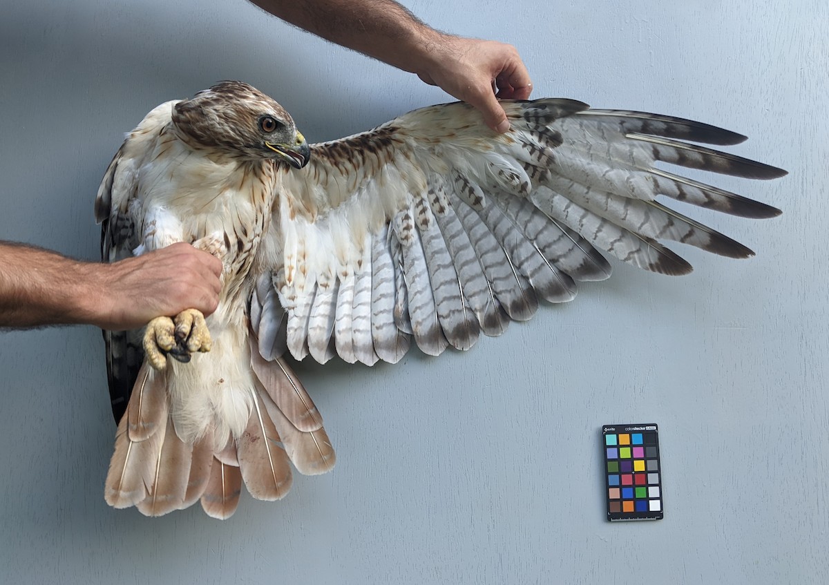 Red-tailed Hawk (borealis) - Nick Alioto