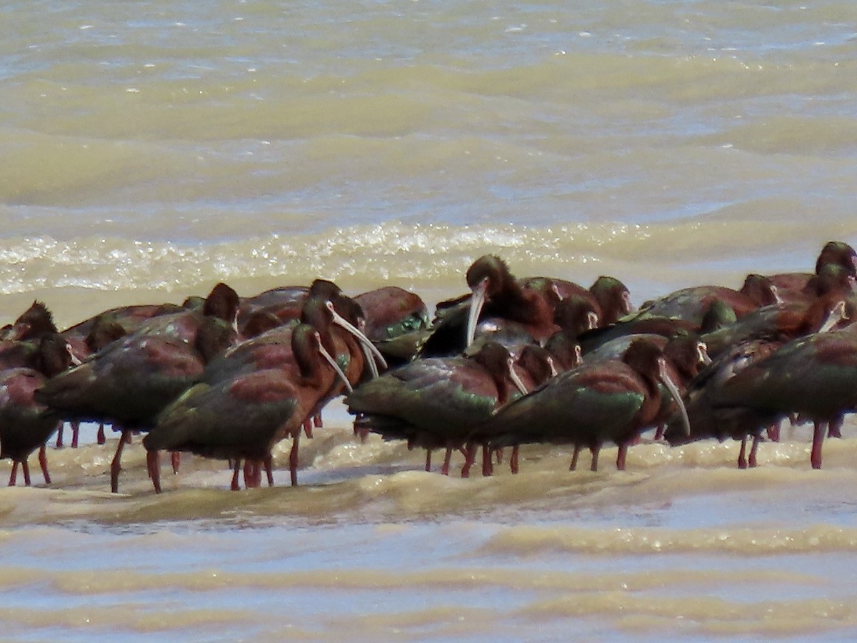 White-faced Ibis - douglas diekman