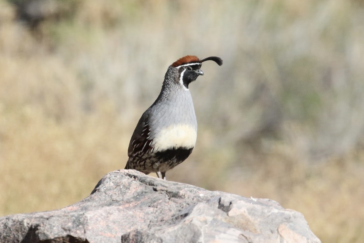 Gambel's Quail - Carol Ortenzio