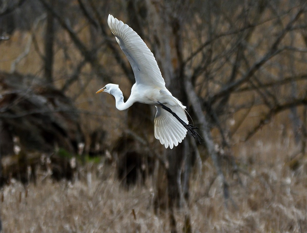 Great Egret - Tom Long