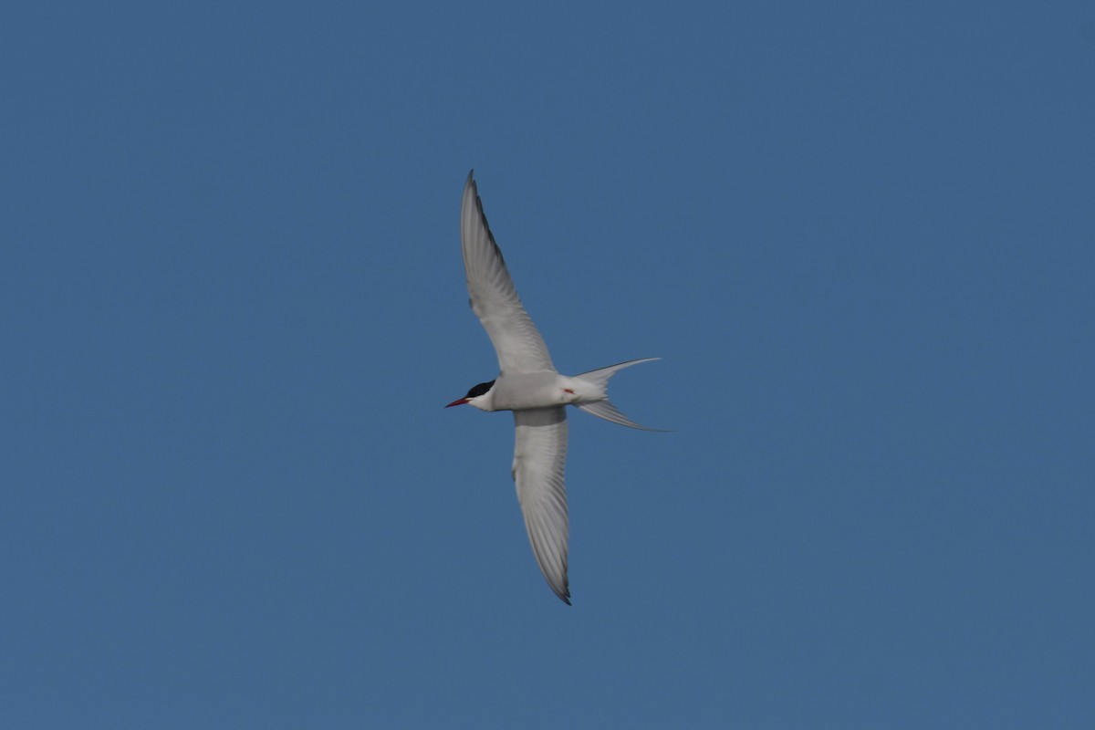 Arctic Tern - ML618238342