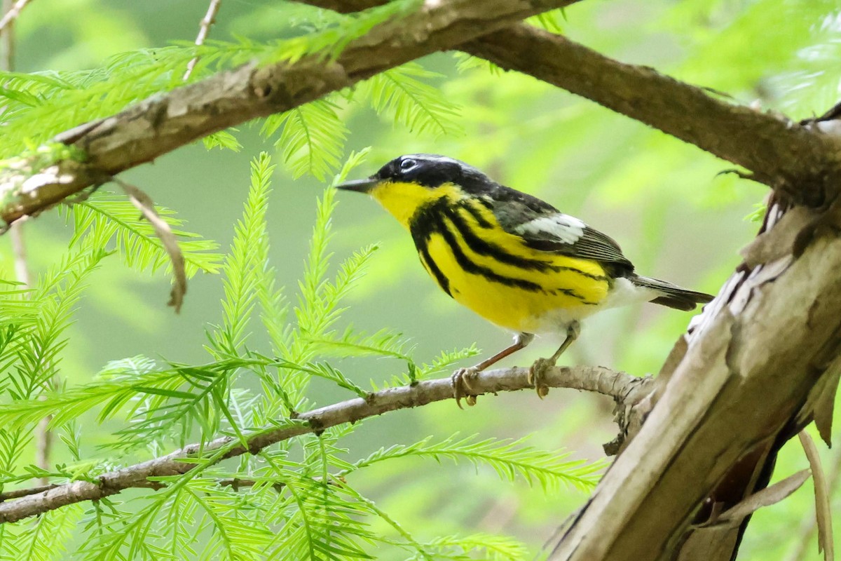 Magnolia Warbler - Parker Marsh