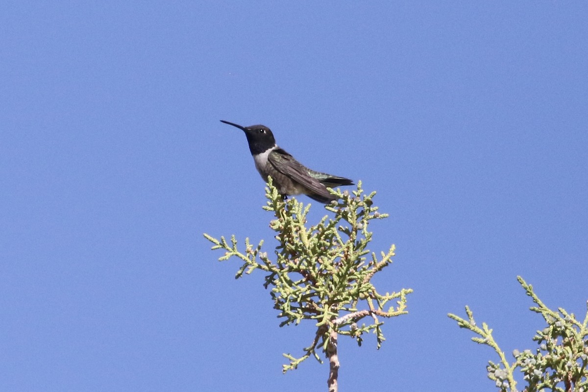 Black-chinned Hummingbird - Carol Ortenzio