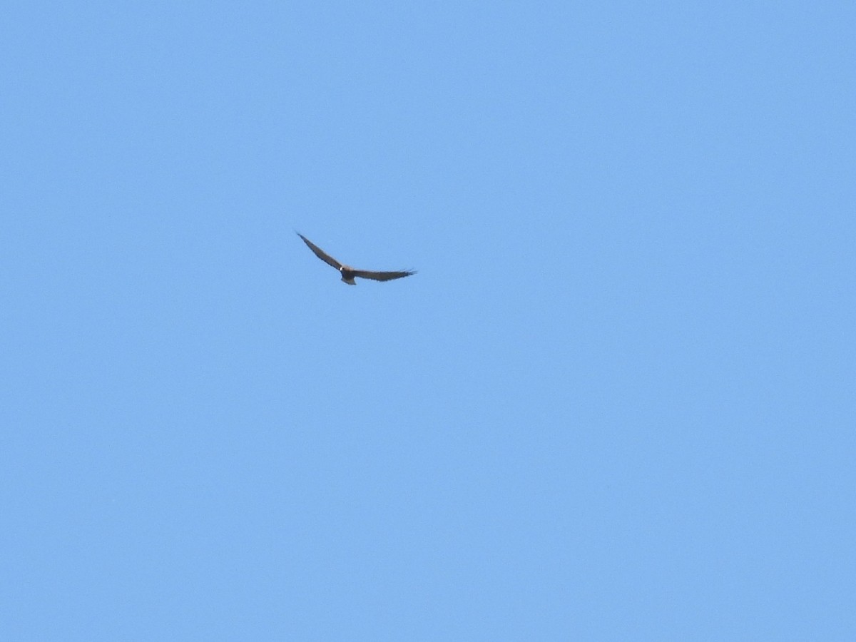 Swainson's Hawk - Mark Donahue