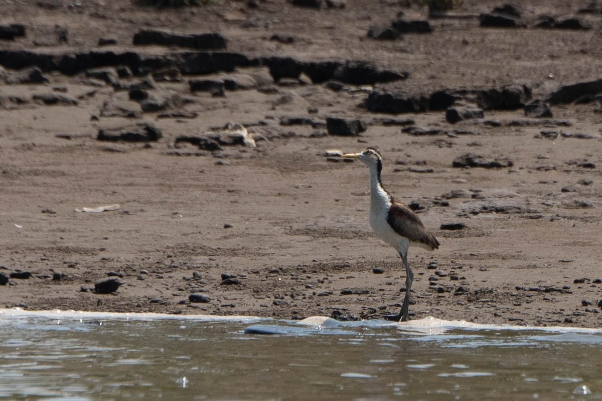 Northern Jacana - Andrea Heine