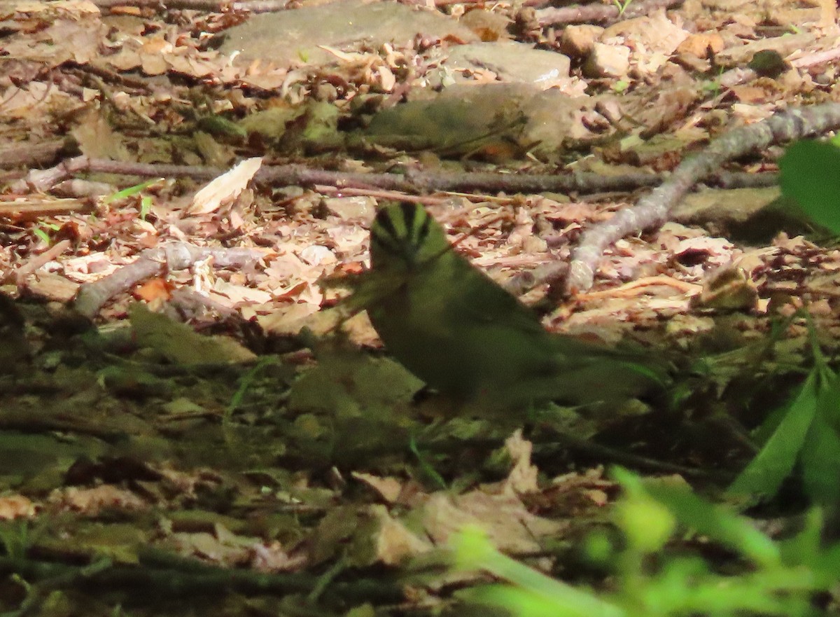 Worm-eating Warbler - Simon Harvey