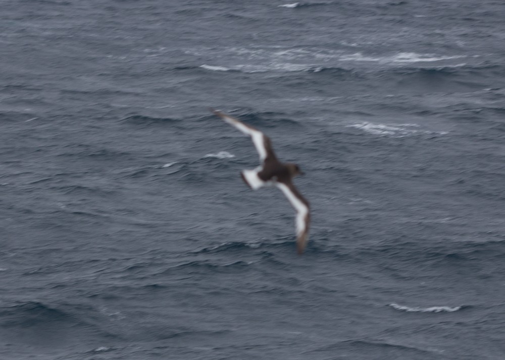 Antarctic Petrel - ML618238413