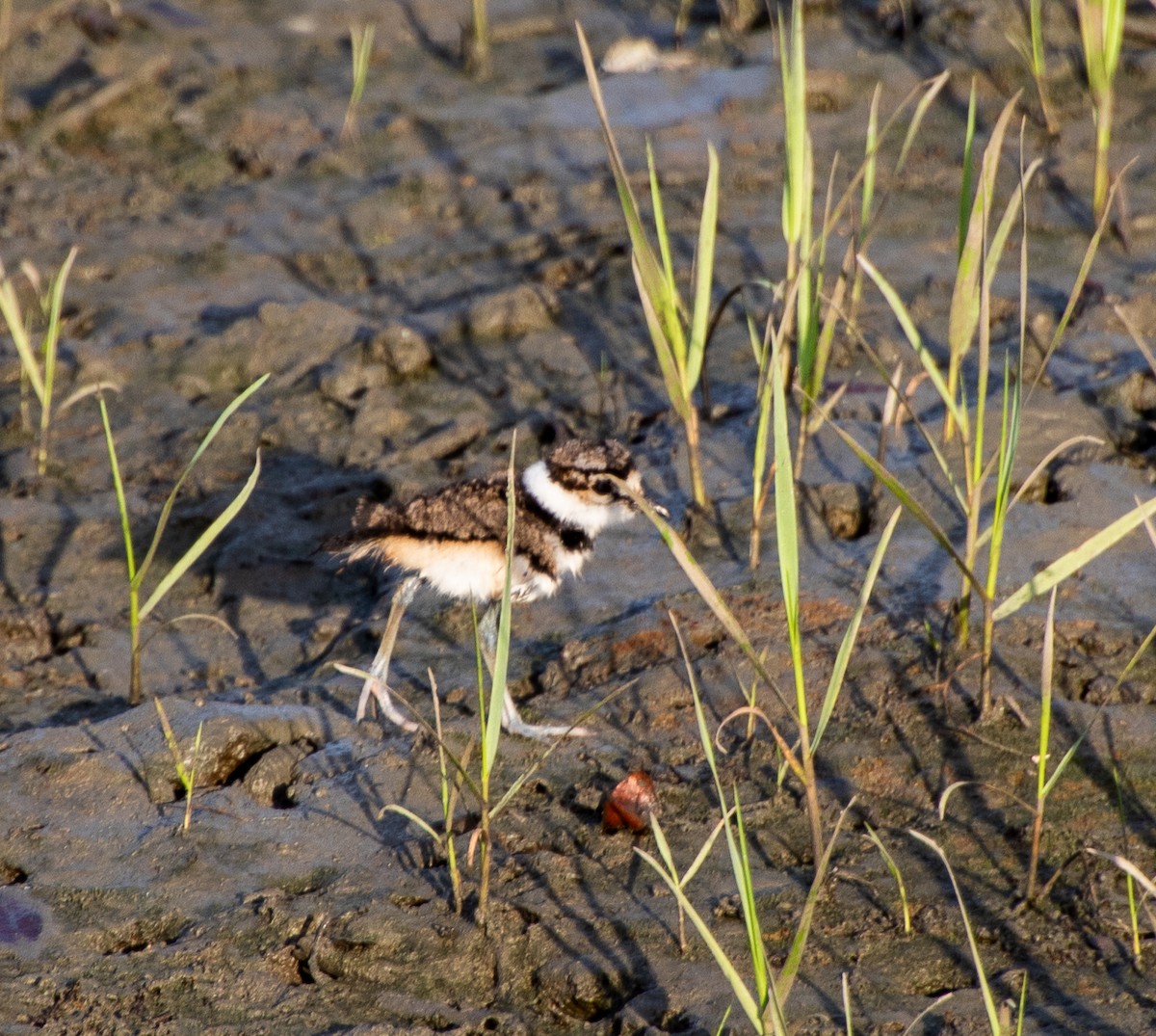 Killdeer - Linda Bellino