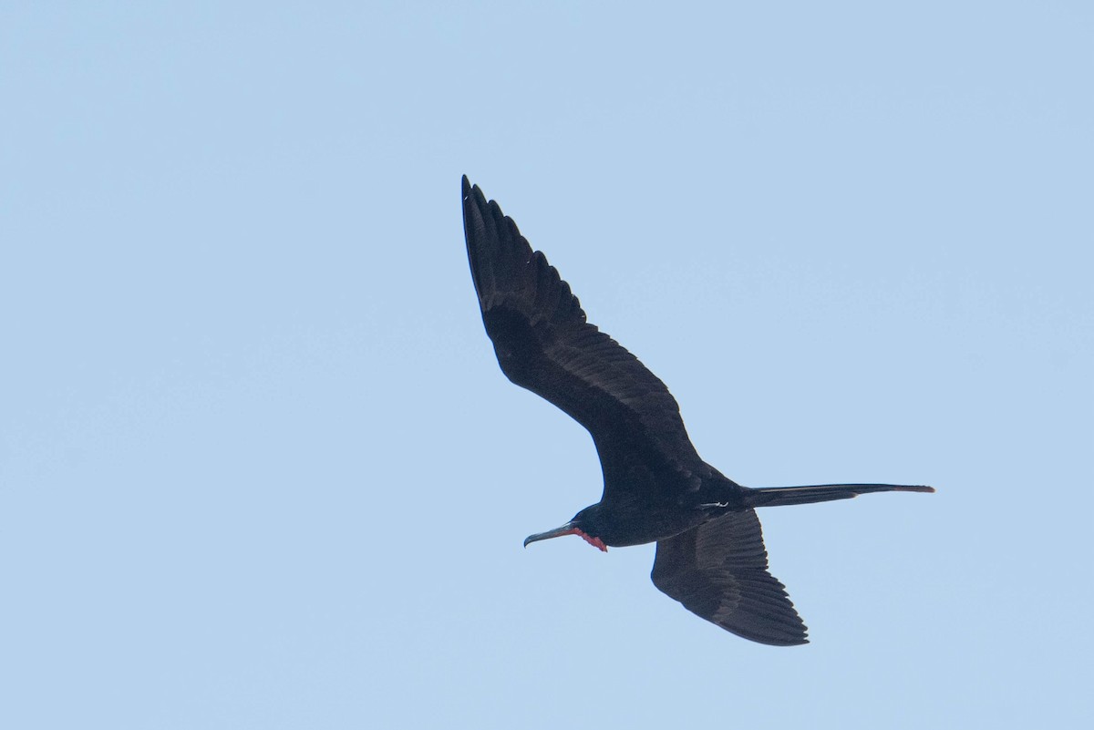 Magnificent Frigatebird - Andrea Heine