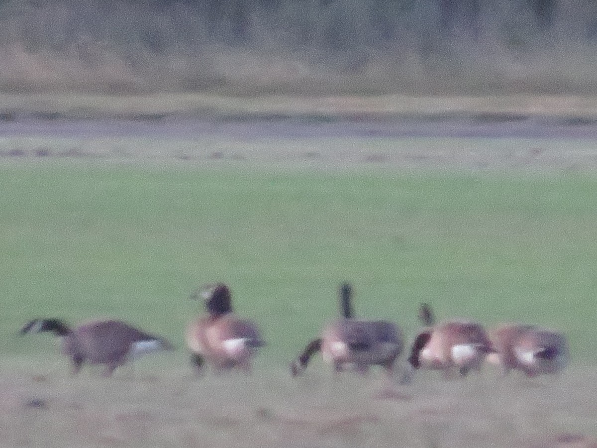 Canada Goose - Jay Kauffman