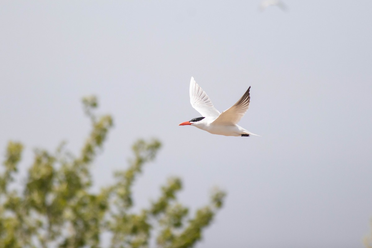 Caspian Tern - John Garrison