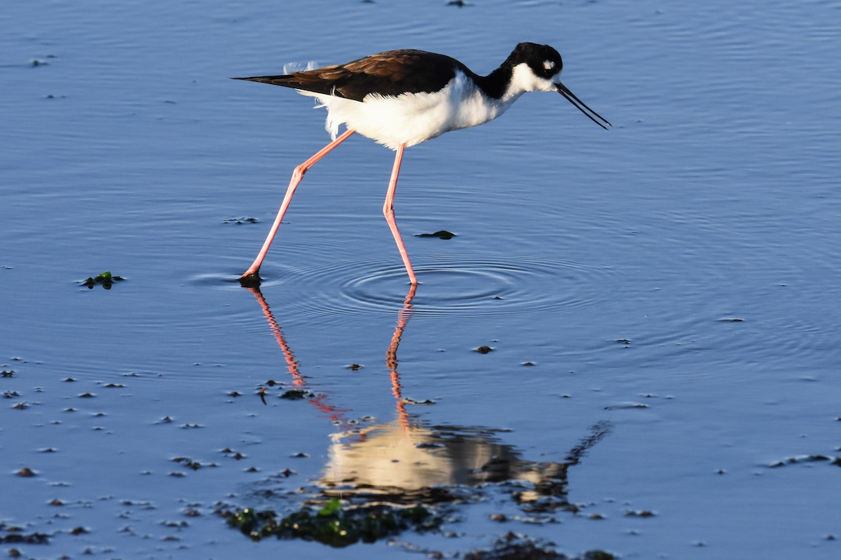 Black-necked Stilt - Steve Pearl