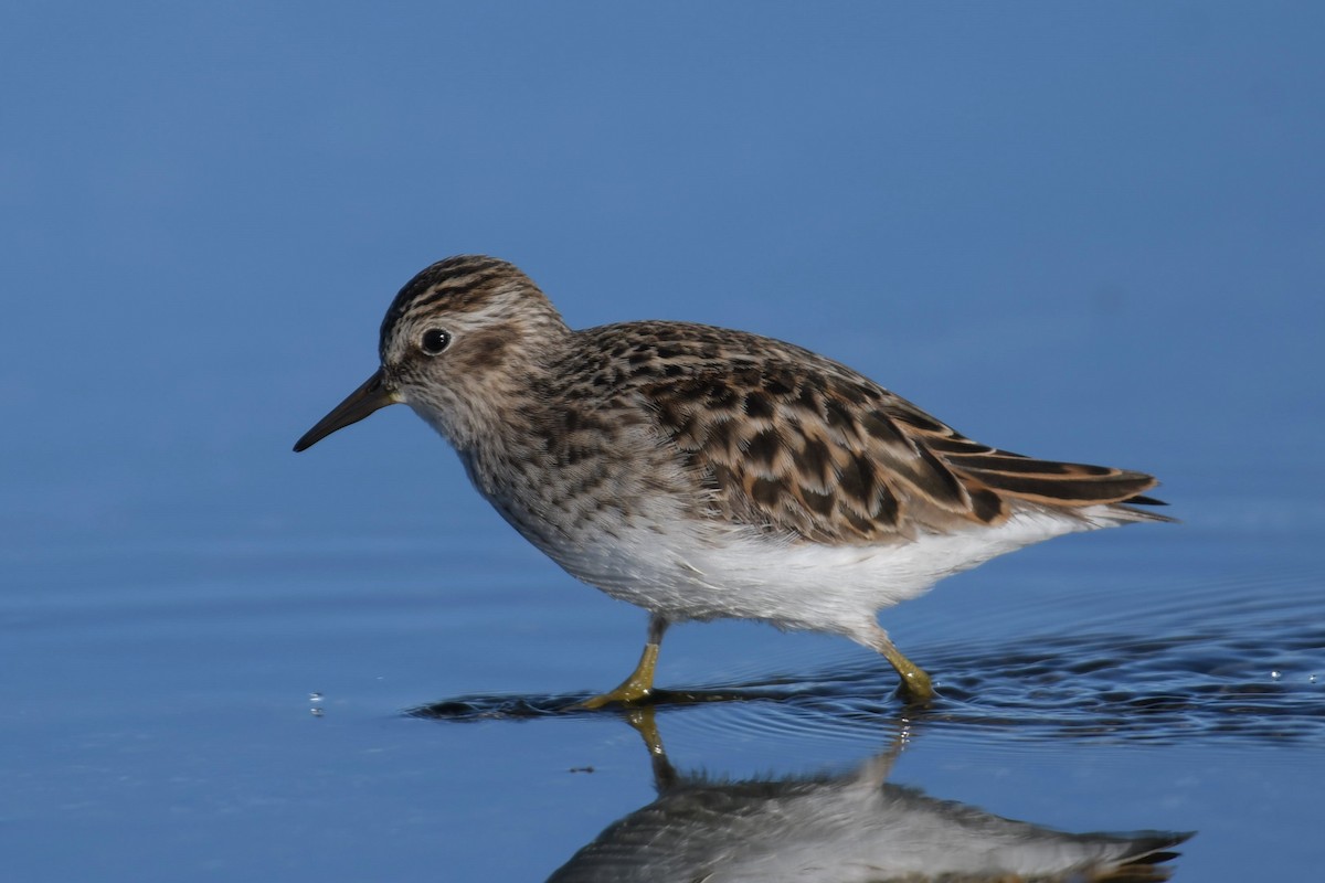 Least Sandpiper - Kelly Kirkpatrick