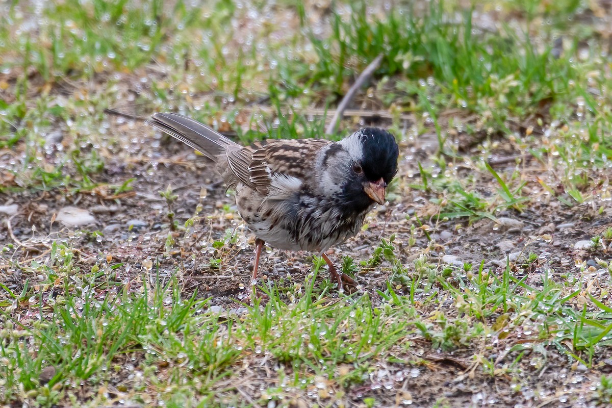 Harris's Sparrow - Michael Nelson