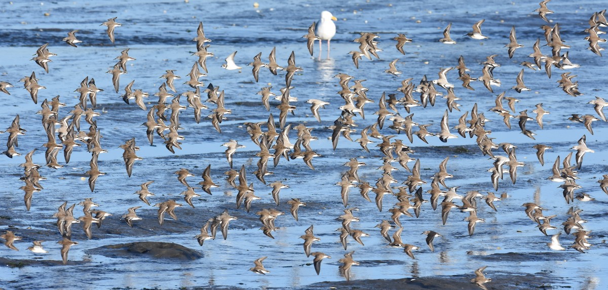 Dunlin - Steve Pearl