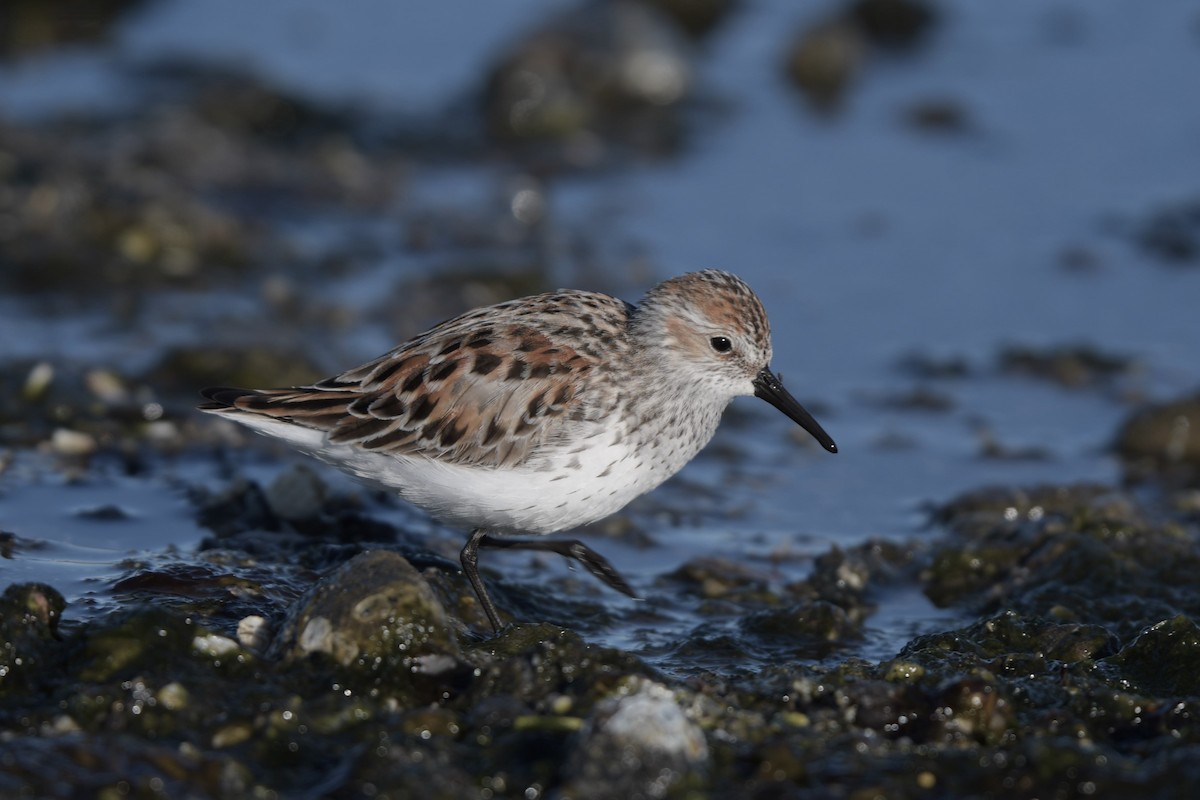 Western Sandpiper - Kelly Kirkpatrick