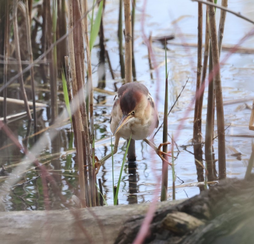 Least Bittern - ML618238491