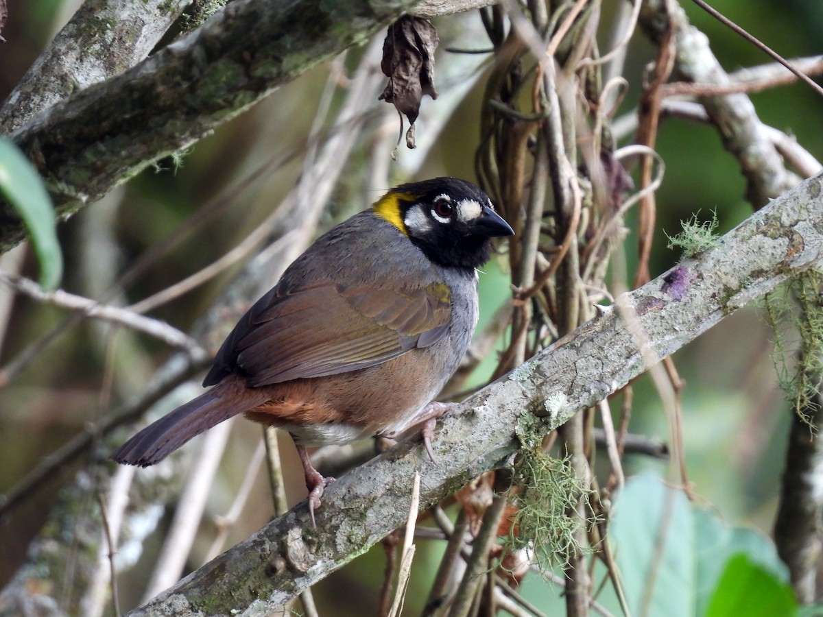 White-eared Ground-Sparrow - Daniel Matamoros