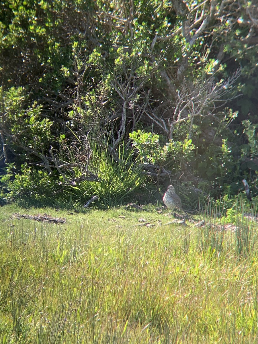 Sage Thrasher - Fen Conway