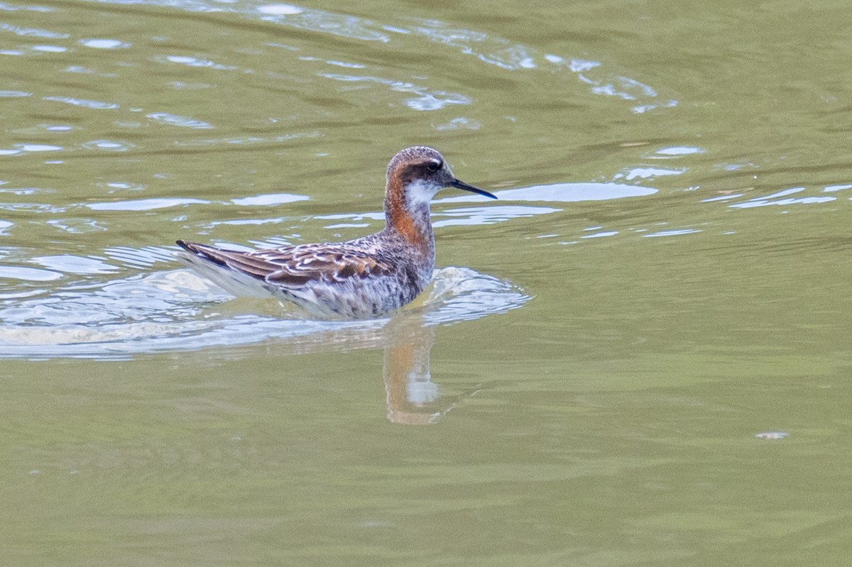 Red-necked Phalarope - Michael Warren