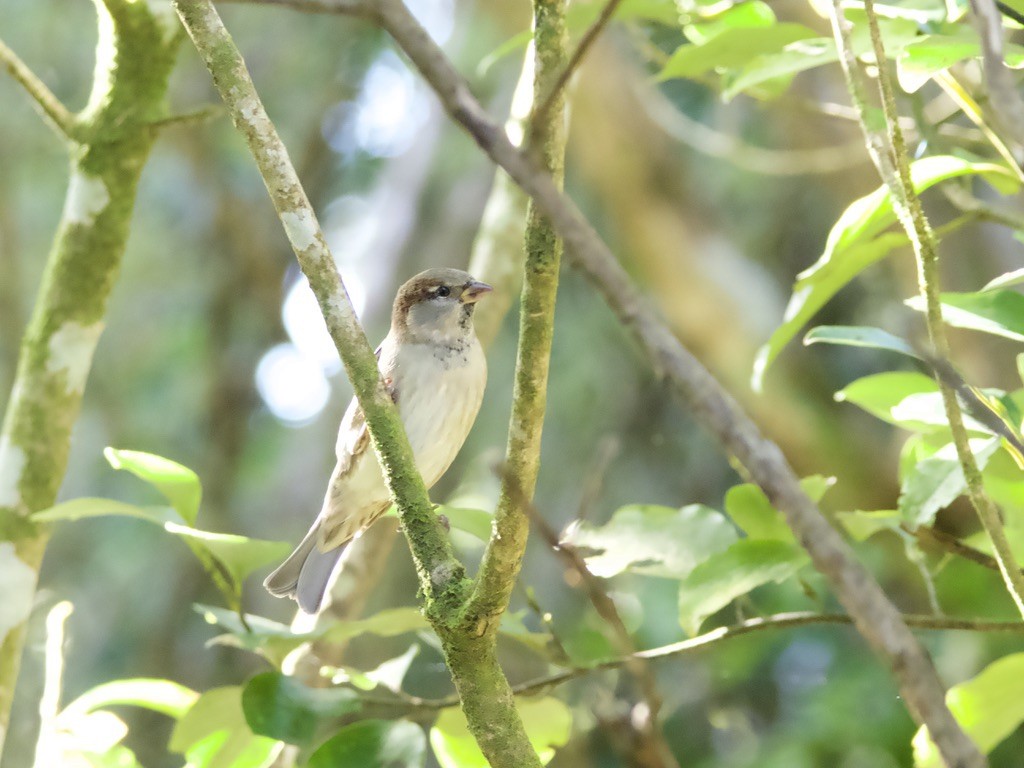 House Sparrow - Yvonne van Netten