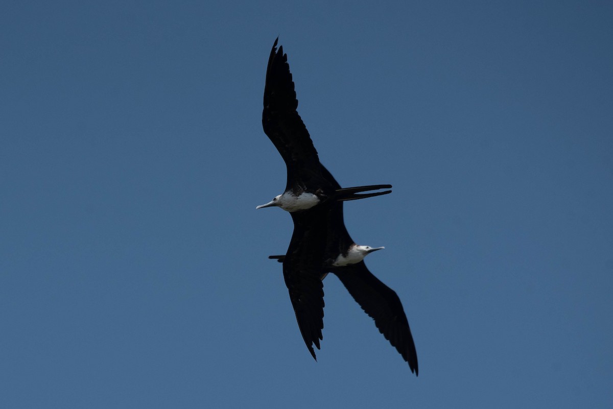 Magnificent Frigatebird - Andrea Heine