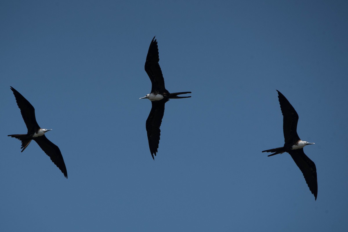 Magnificent Frigatebird - Andrea Heine