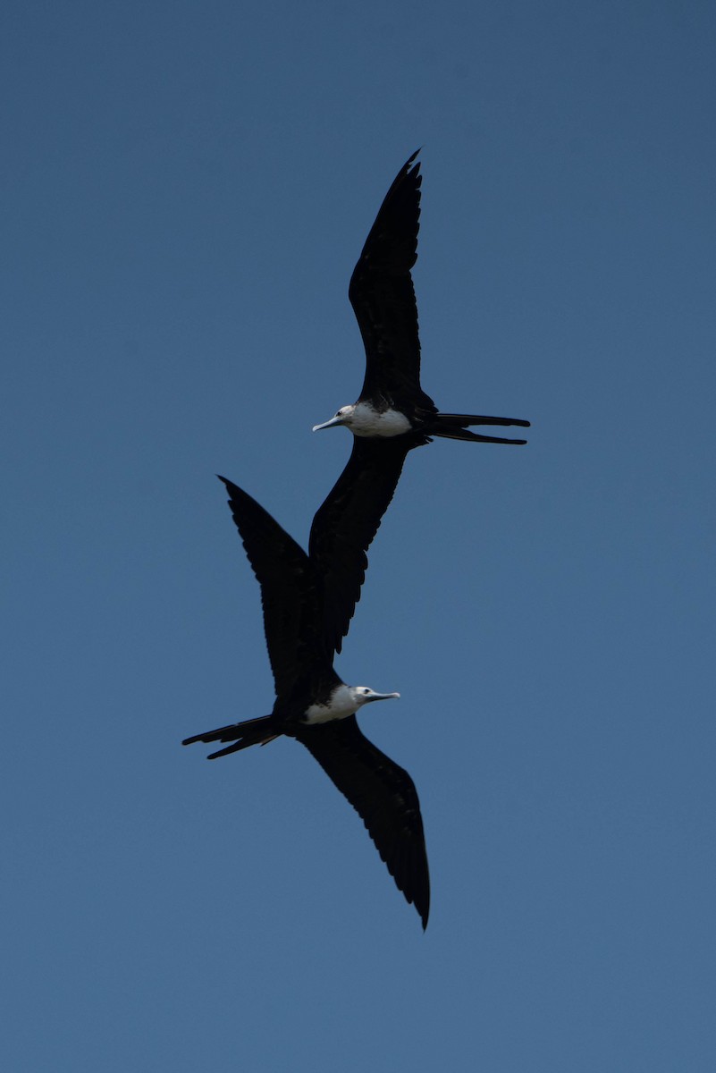 Magnificent Frigatebird - Andrea Heine