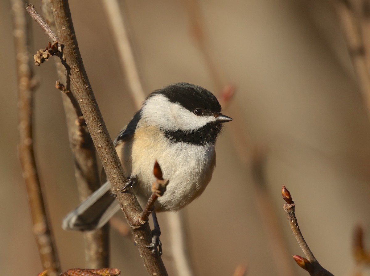 Black-capped Chickadee - Denise  McIsaac